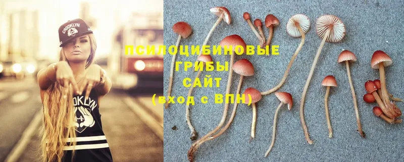 сколько стоит  Оленегорск  Псилоцибиновые грибы Psilocybe 